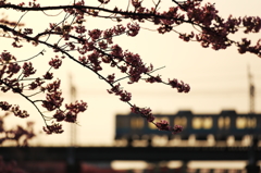 河津川を渡る列車と桜の花