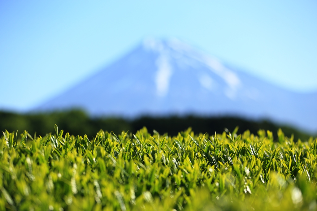 富士山と茶葉