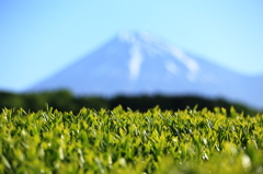 富士山と茶葉