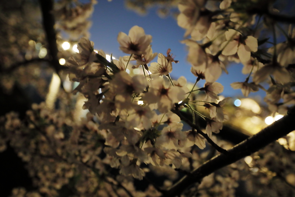 押し寄せる桜に囲まれて