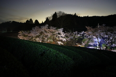 茶畑と桜の見える里の風景