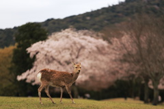 桜の飛火野にて