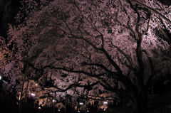 六義園の枝垂れ桜