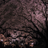 六義園の枝垂れ桜