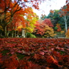 紅葉がいっぱい