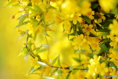 Sweet scent of Carolina jasmine