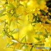 Sweet scent of Carolina jasmine