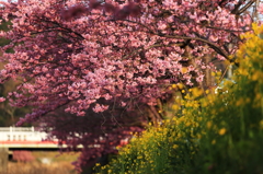 再びの河津桜