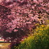 再びの河津桜