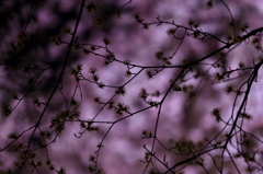 山茱萸の枝もピンクに染まる