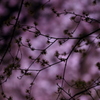山茱萸の枝もピンクに染まる