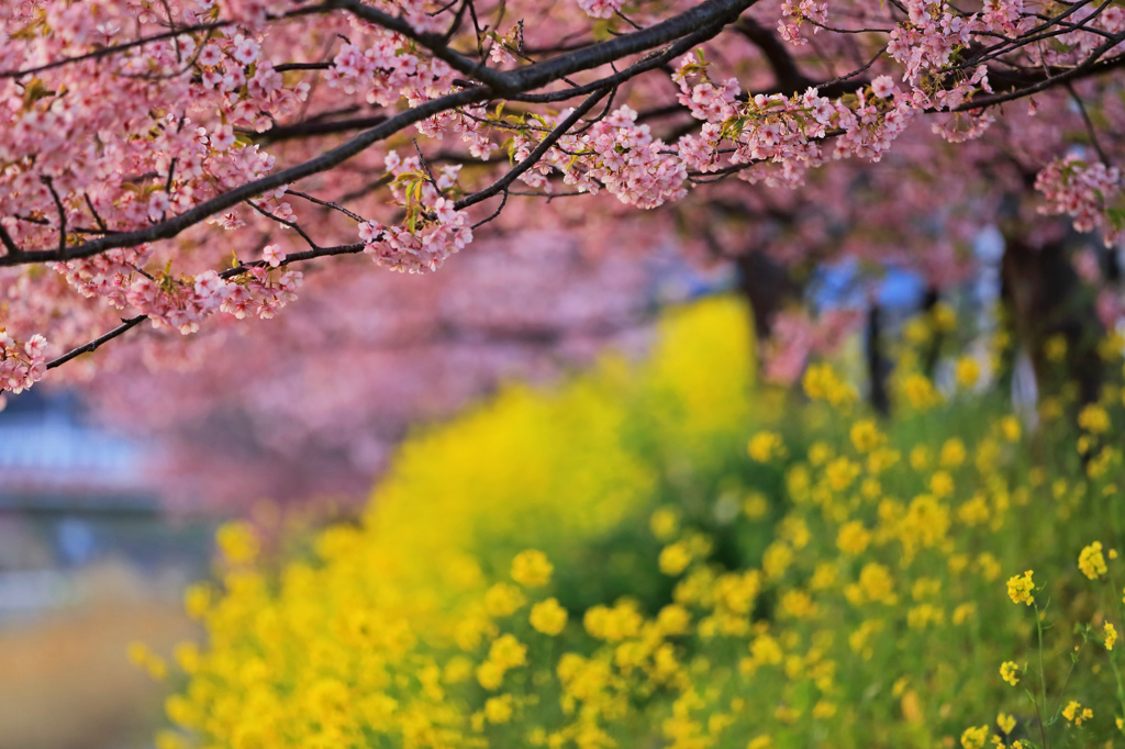 競演　河津桜と菜の花