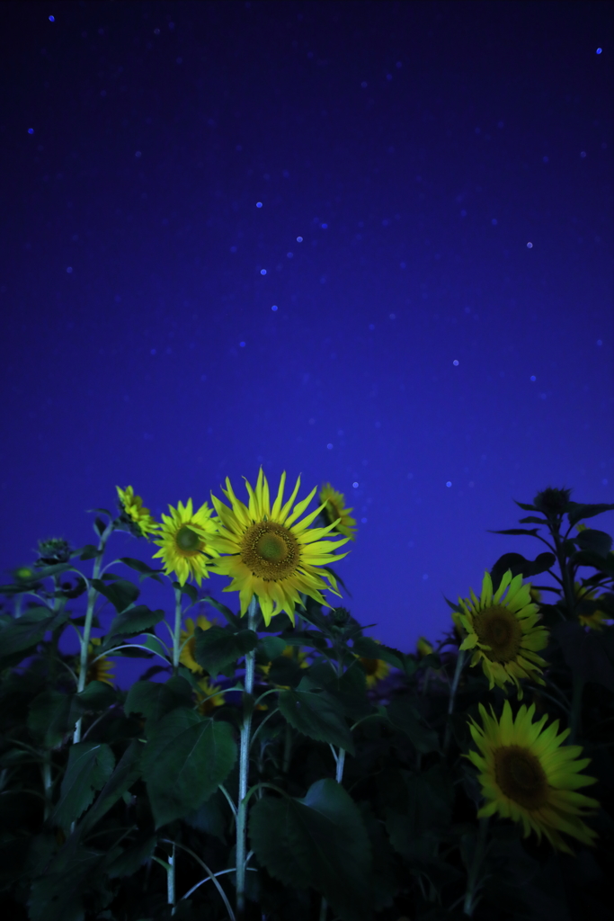 寒さに震えながら見るひまわりと星空