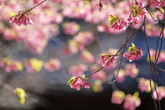 桜模様