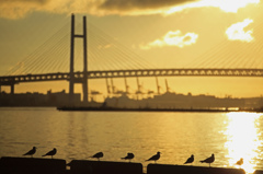 The sea gulls in the morning sun 