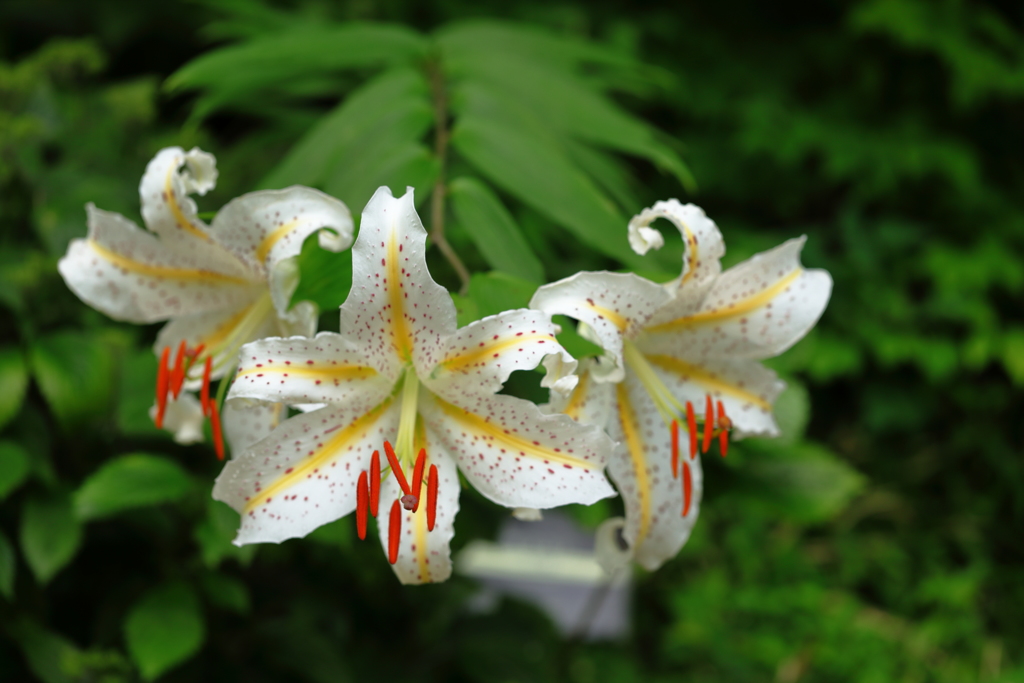 六甲の山に咲くユリの花