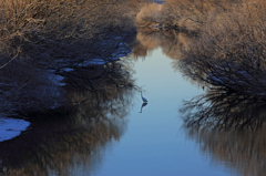 サギの棲む川～渡良瀬遊水池の朝の風景