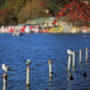上野不忍池のカモメたち