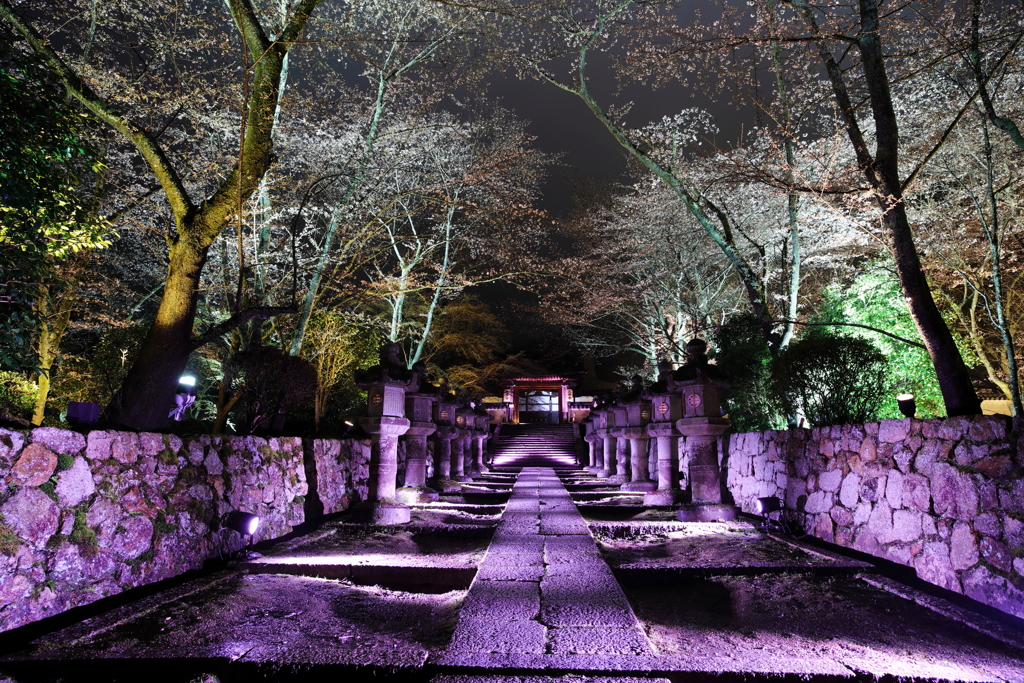 桜の三井寺ライトアップ