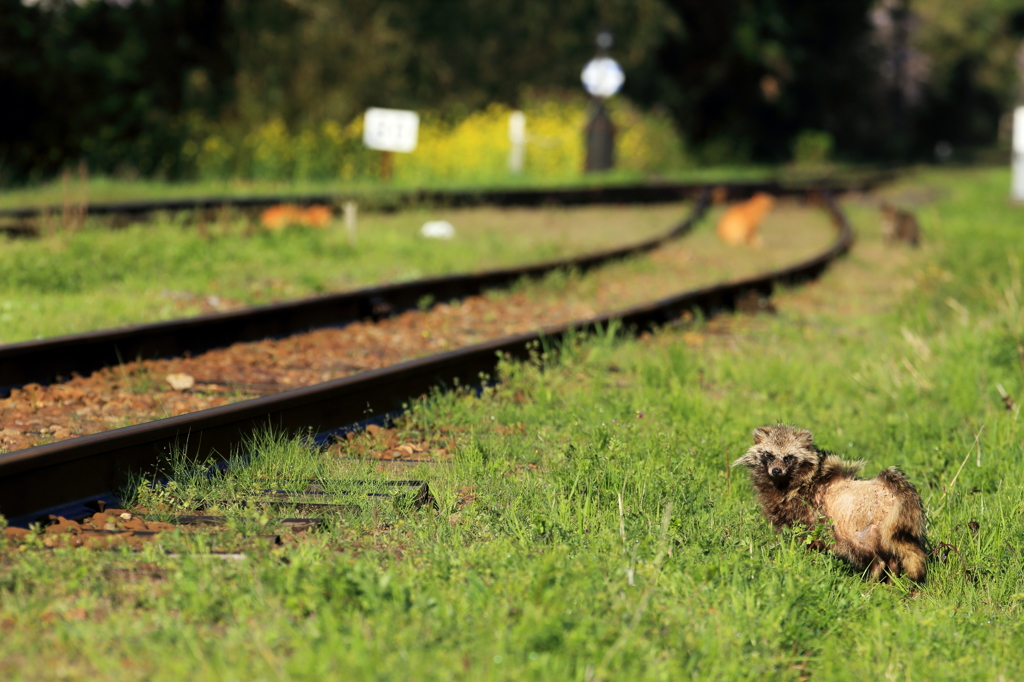 たぬ吉鉄道