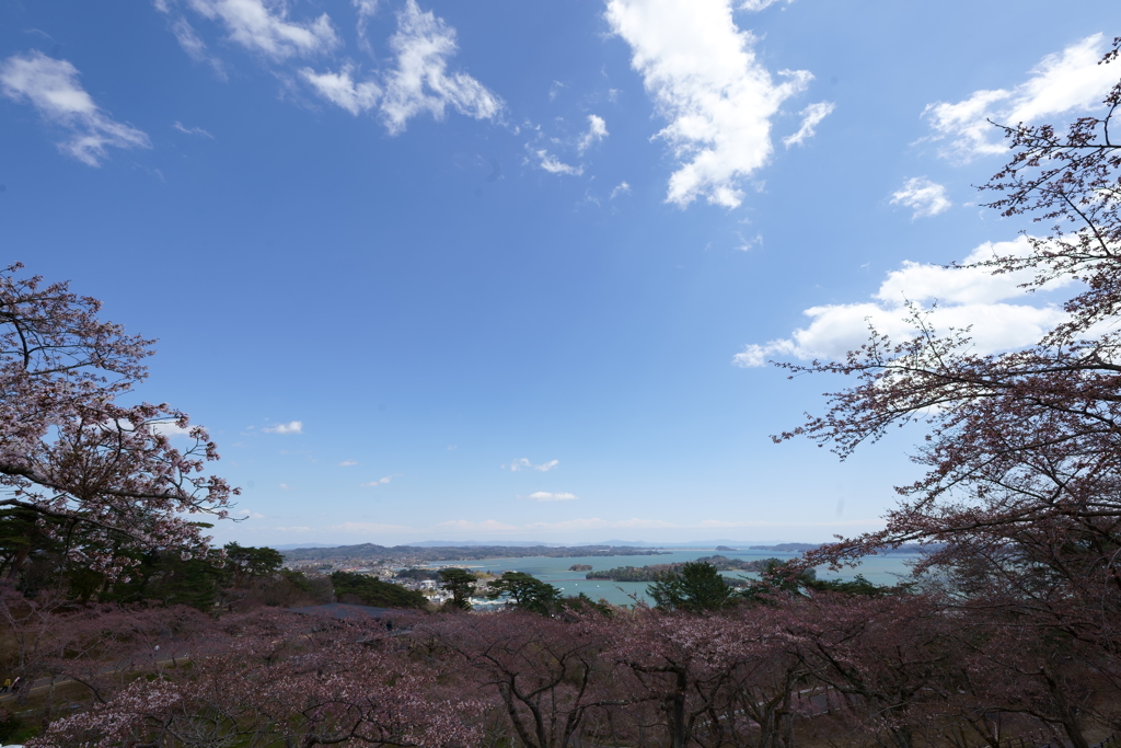 西行戻しの松公園から松島の絶景を望む