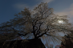 月明かりに浮かび上がる又兵衛桜