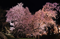 夜陰に浮かぶ六義園枝垂桜