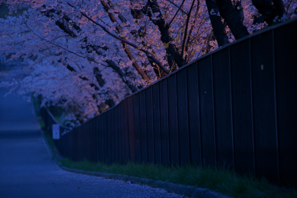 フェンス越しの桜を愛でる
