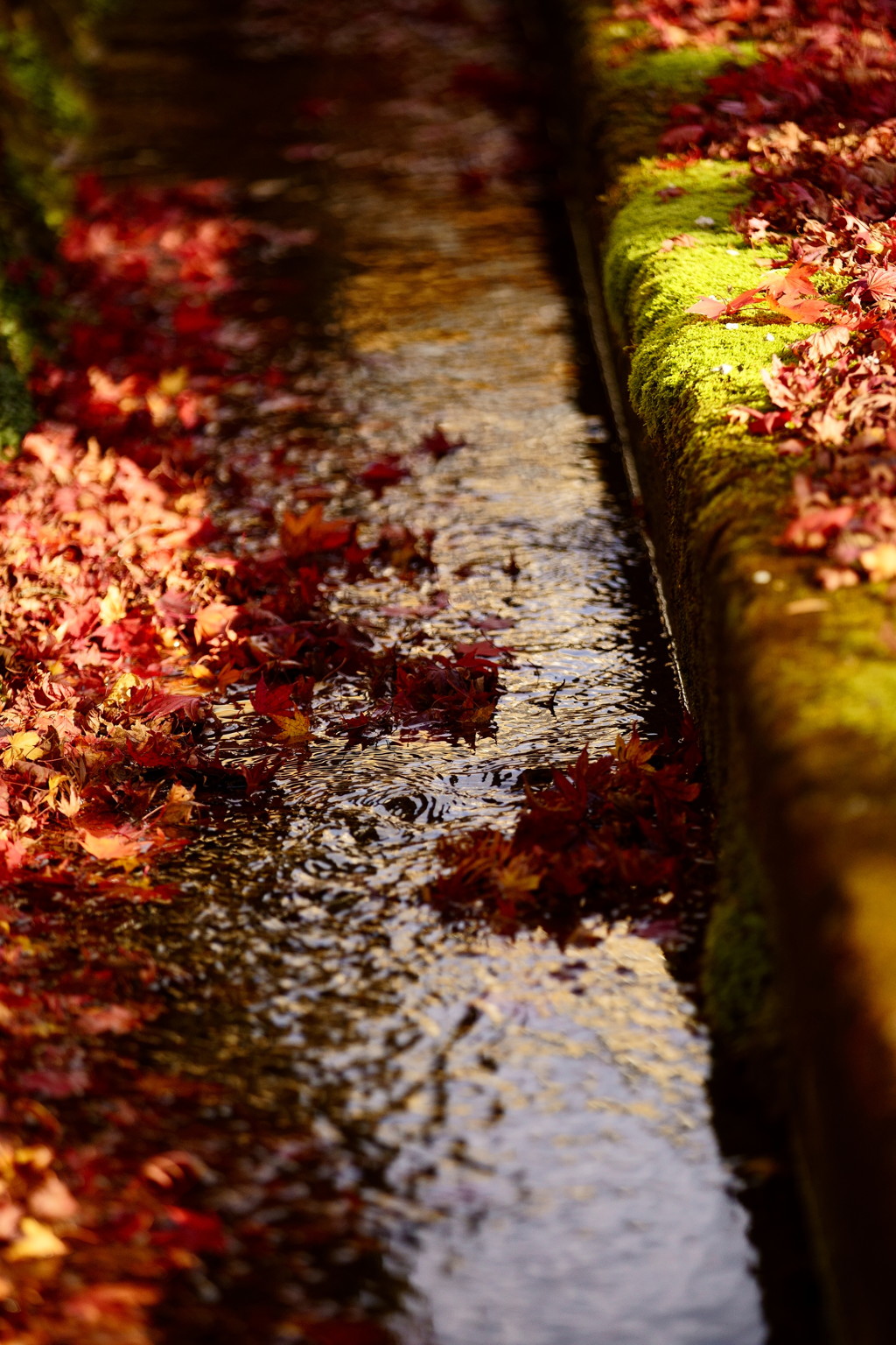 苔の緑、もみじ落葉の赤、流れる水