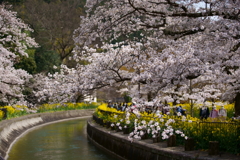 山科疏水を彩る桜と菜の花