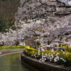 山科疏水を彩る桜と菜の花