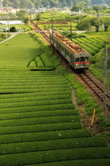 茶畑列車