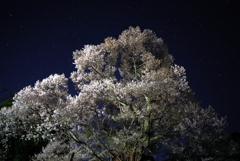 天に届かんばかりの千年の桜