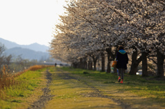 桜堤を歩く