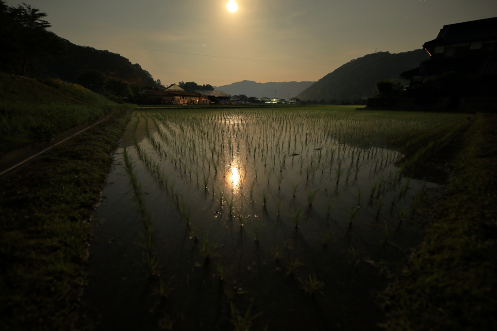 月夜の水田輝く