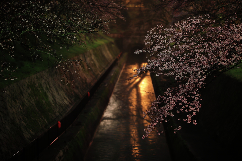 闇に眠る琵琶湖疏水の桜並木