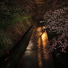 闇に眠る琵琶湖疏水の桜並木