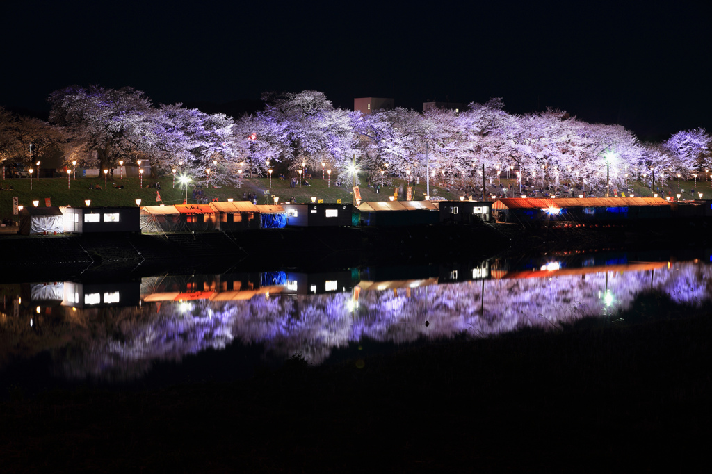サクラ祭りの夜
