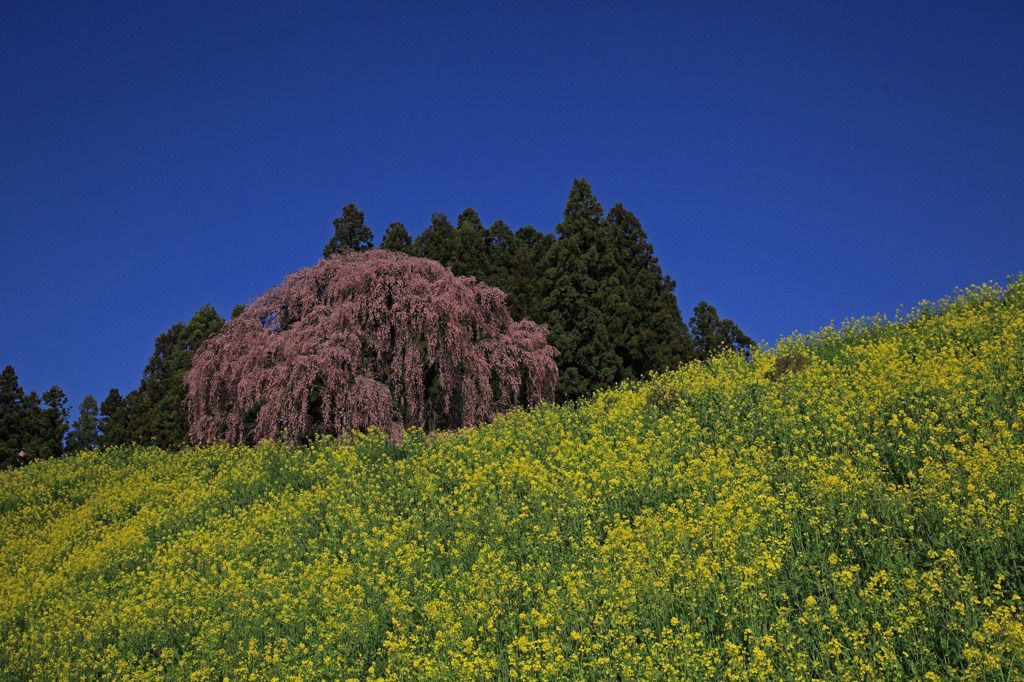 Yellow　and　pink　under　ｔｈｅ　blue　sky