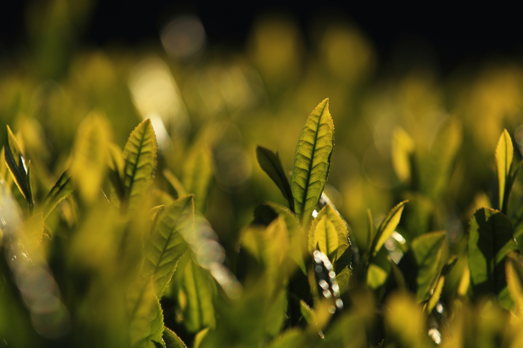 新茶の香り