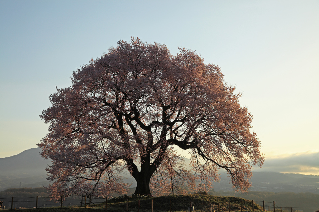 Cherry blossoms in the morning sun