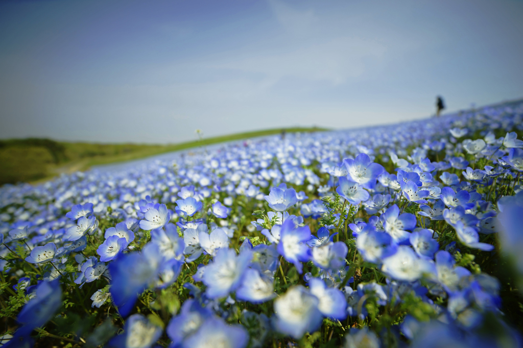 Tiny blue