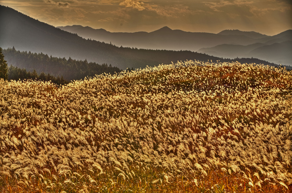 Golden　waves
