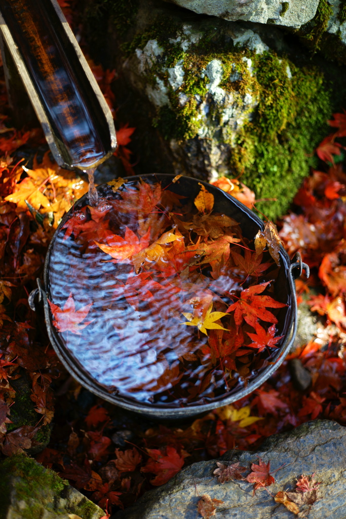 Jewel of autumn in the bucket