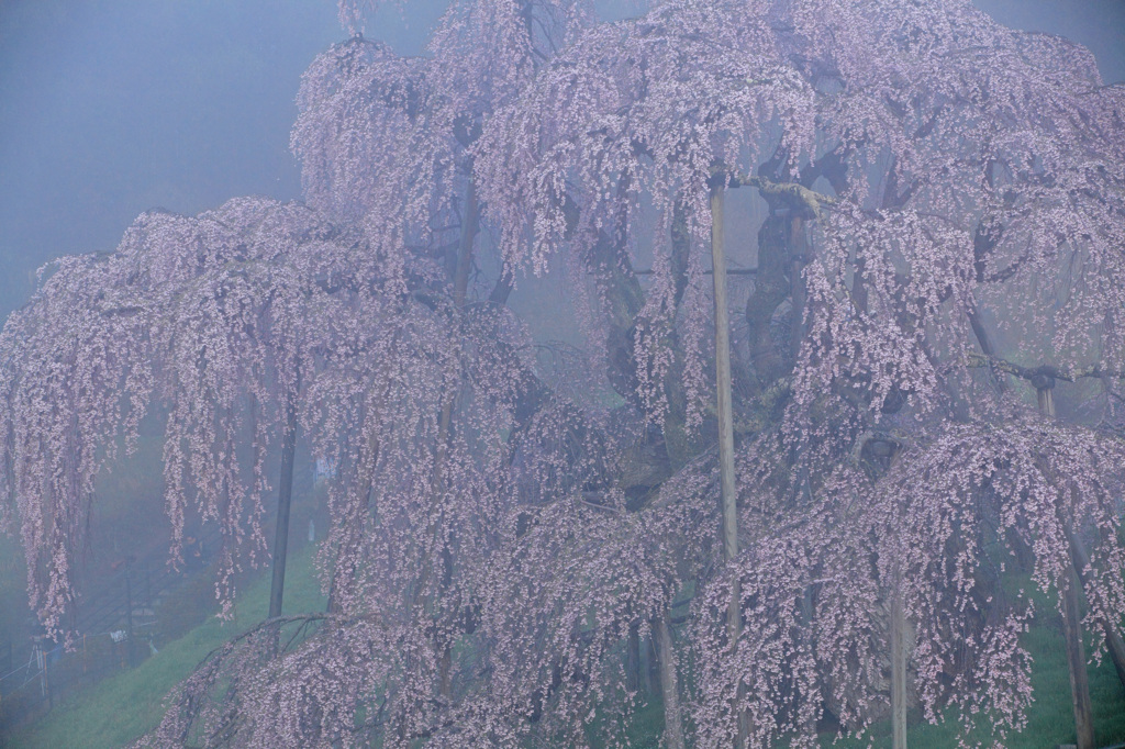 早朝の瀧桜