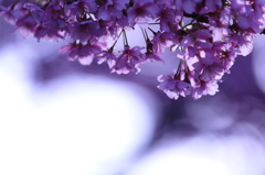 朝の空と河津桜