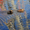 Breaking the quiet water surface