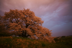 桜色に染まる墳守の桜