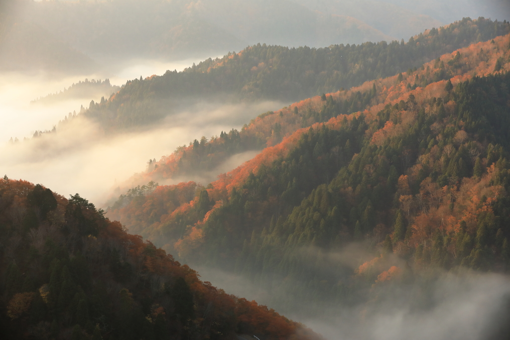 おにゅう谷の霧に朝日が射す瞬間