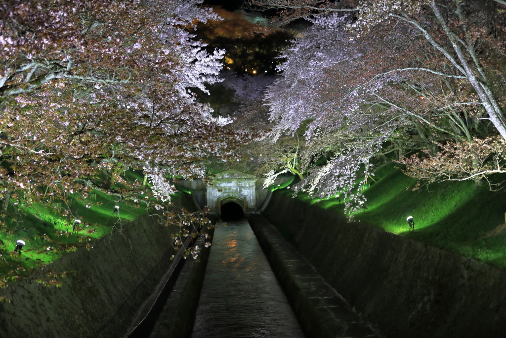 琵琶湖疏水の桜　2018（２）